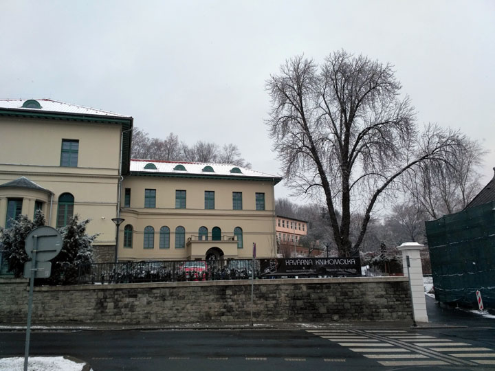 Jírovec poblíž budovy Severočeské vědecké knihovny (Wolfrumova vila) v ulici Velká Hradební (foto M. Pospíšilová)