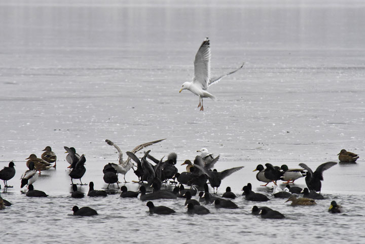 Zimování vodního ptactva na Miladě (foto J. Preclík)